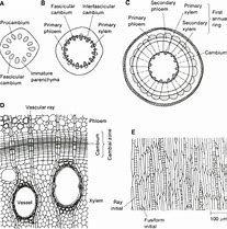 Image result for Vascular Cambium