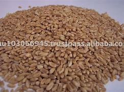 Image result for Australian Wheat