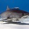 Image result for Fins Up Shark