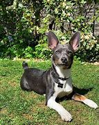 Image result for Bluetick Rat Terrier