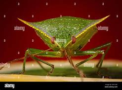 Image result for Southern Green Stink Bug