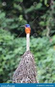 Image result for Blue Kingfisher In Borneo Rainforest