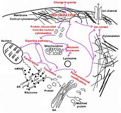 Image result for Cell Pathways Chart