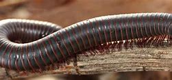 Image result for Millipede Species