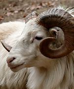 Image result for White RAM 32GB