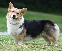 Image result for Corgi Puppy