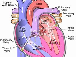 Image result for Circulatory System Diagram KS4