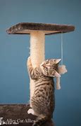 Image result for Motion Cat Wrld