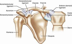 Image result for AC Joint Movements