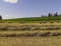 Image result for Hay Field