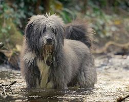 Image result for Shaggy Eared Dog