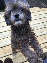 Image result for Poodle Terrier Mix