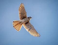 Image result for Kestrel Feather