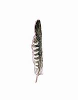 Image result for Kestrel Feather