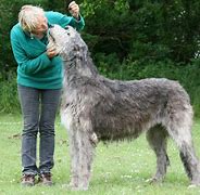 Image result for Irish Wolfhound