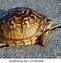 Image result for American Rock Turtle