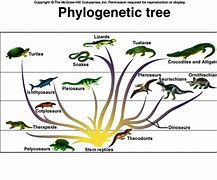 Image result for Reptile Phylogenetic Tree