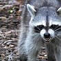 Image result for Raccoon Dangerous