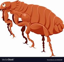 Image result for Flea and Tick Cartoon