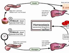 Image result for Insulin Feedback Loop