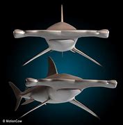 Image result for Gaint Hammerhead Shark