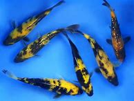 Image result for Utsuri Koi