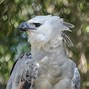 Image result for Harpy Eagle Beak