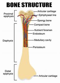 Image result for Knee Bone Labled