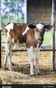 Image result for Calf Baby Cow