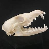 Image result for Animal Skull Red Fox