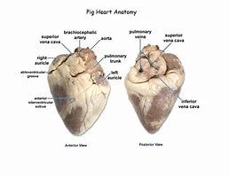 Image result for Pig Heart Labeled