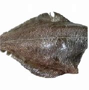 Image result for Arrowtooth Flounder