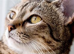 Image result for Cat X Eyes