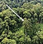 Image result for Pokok Kecil