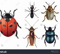 Image result for 5 Legged Animal