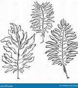 Image result for Undaria Pinnatifida Drawing