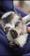 Image result for Funny Baby Goats