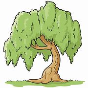 Image result for Willow Tree Drawing