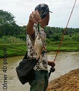 Image result for Ikan Jahan Kecik