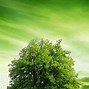 Image result for Green Tree C