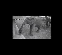 Image result for Elephant Picks