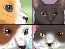 Image result for Cat Pink Eye