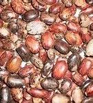 Image result for Ethiopian Castor Seeds