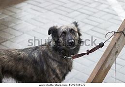 Image result for Shaggy Eared Dog