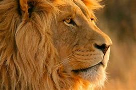 Image result for Lion HD 1080P