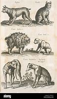 Image result for Extinct Animals Drawing