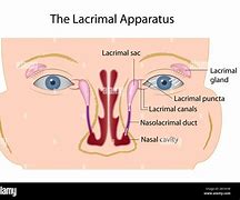 Image result for Lacrimal Papilla