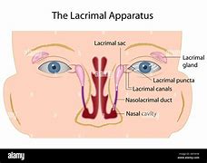 Image result for Lacrimal Gland Location