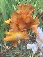 Image result for Bearded Iris by Name