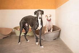 Image result for Galgo Spanish Hunting Dog